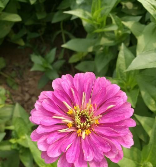 百日草的花语是什么？如何用百日草表达情感？