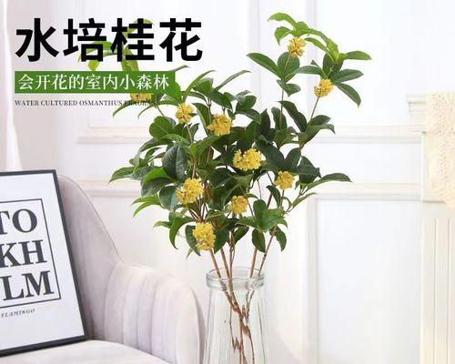 冬季开花的室内花卉有哪些？如何挑选适合的室内植物？