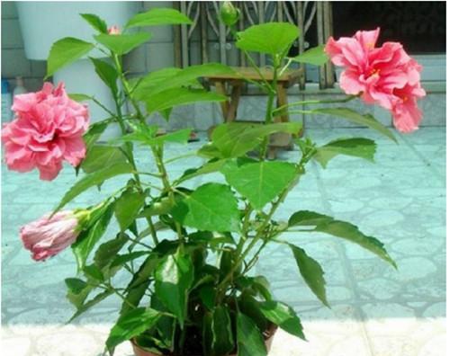 冬季开花的室内花卉有哪些？如何挑选适合的室内植物？