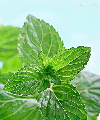 薄荷的花语是什么？薄荷花象征着怎样的情感？