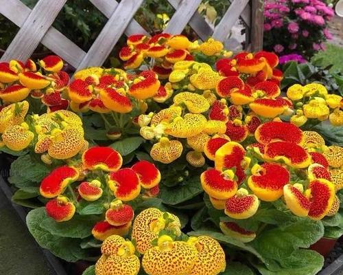 冬季开花的植物花卉有哪些？如何在寒冷季节保持它们的美丽？