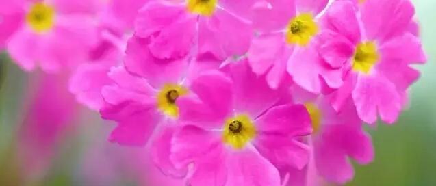 报春花的花语是什么？有哪些关于报春花的传说故事？