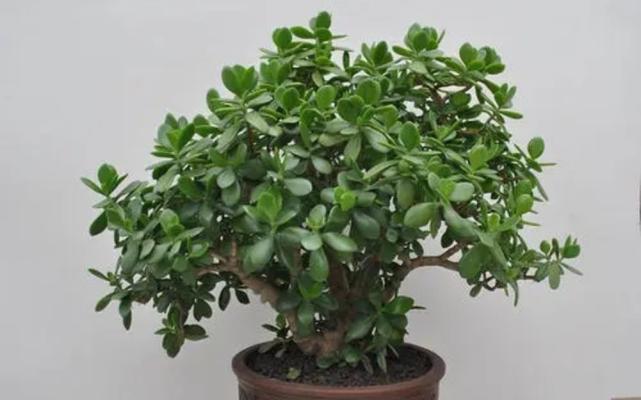 冬季客厅里适合养什么花卉植物？如何选择适合的室内植物？