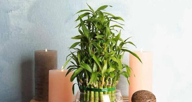 冬季客厅里适合养什么花卉植物？如何选择适合的室内植物？