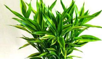 冬季客厅里适合养什么花卉植物？如何选择适合的室内植物？