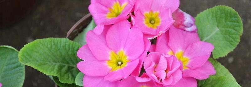 报春花象征着什么？报春花的寓意有哪些常见问题解答？