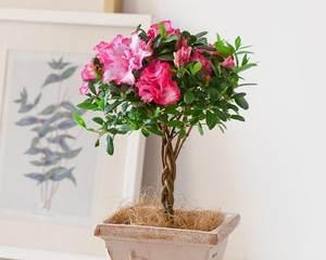 冬季客厅适合养什么花？有哪些推荐的耐寒植物？