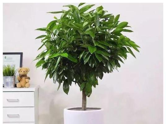 冬季客厅适合养什么花？有哪些推荐的耐寒植物？