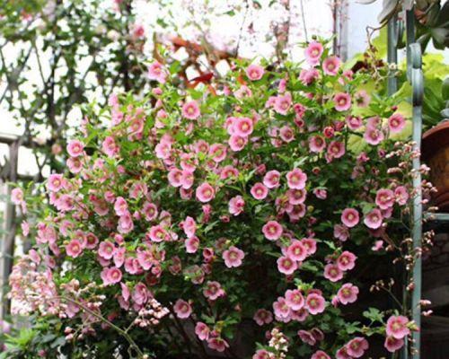 哪些花卉能在冬季室外生存？耐寒室外花卉推荐指南？
