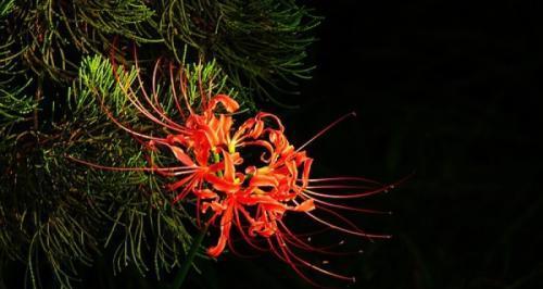 彼岸花的花语是什么？如何解读彼岸花的深层含义？