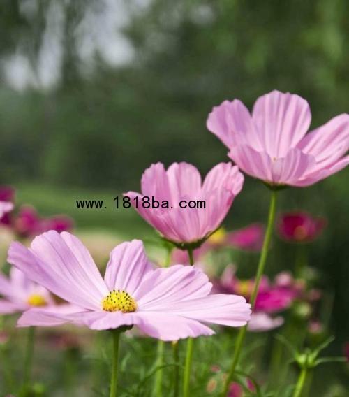 波斯菊的花语是什么？如何用波斯菊表达情感？