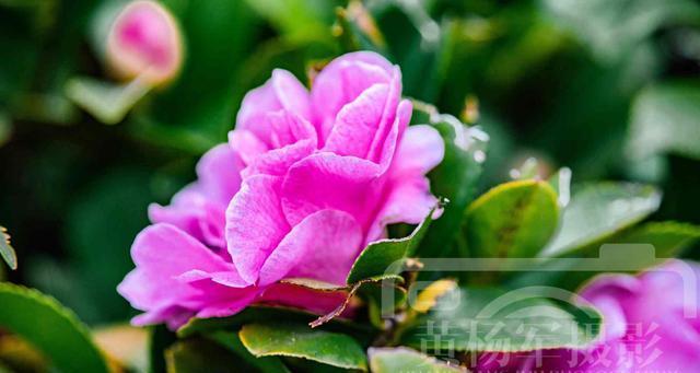 冬季适合种什么花？有哪些花卉能在寒冷季节盛开？