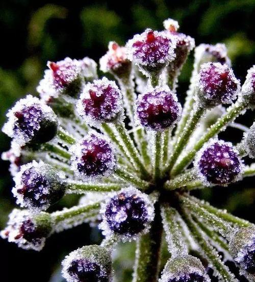 冬季适合种什么花？有哪些花卉能在寒冷季节盛开？