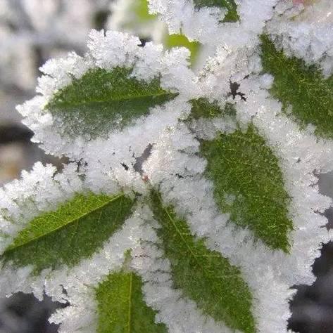 冬季适合种什么花？有哪些花卉能在寒冷季节盛开？