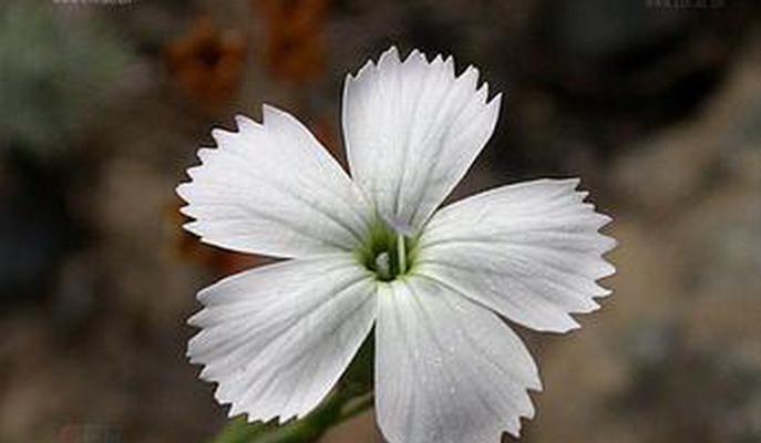 补血草的花语是什么？补血草象征着什么含义？