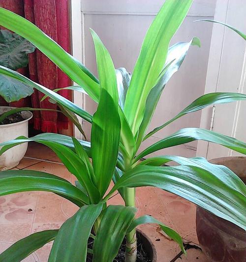 冬季适合种什么植物？有哪些推荐的耐寒植物？