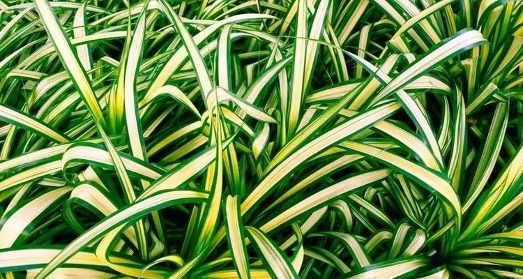 冬季适合种什么植物？有哪些推荐的耐寒植物？