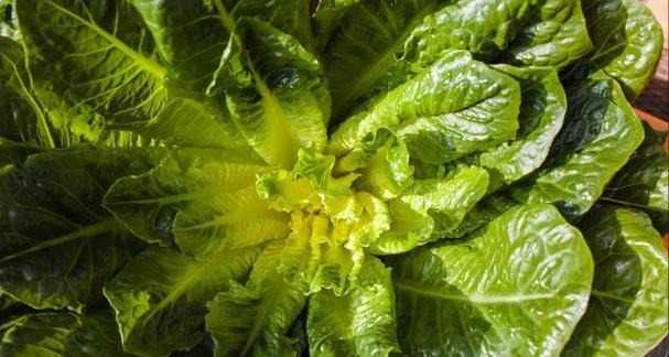 冬季适合种植什么蔬菜？适宜冬天栽种的蔬菜有哪些？