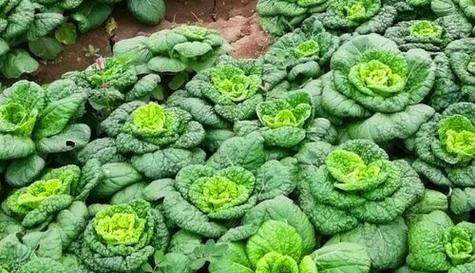 冬季适合种植什么蔬菜？适宜冬天栽种的蔬菜有哪些？