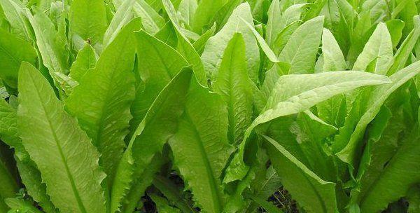 冬季适合种植什么蔬菜？适宜冬天栽种的蔬菜有哪些？