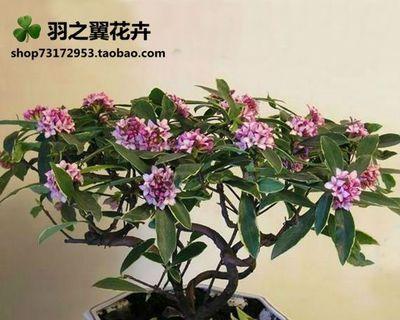 冬季室内花卉有哪些推荐？如何照料以保持健康生长？