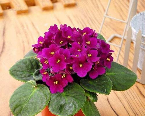 冬季室内开花的花卉有哪些？如何照料它们以保持花期更长？