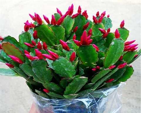 冬季室内开花的花卉有哪些？如何照料它们以保持花期更长？