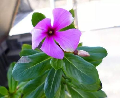 长春花象征着什么？长春花的寓意有哪些常见问题？
