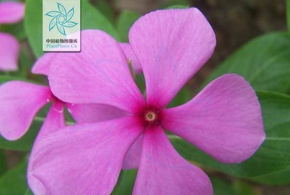长春花象征着什么？长春花的寓意有哪些常见问题？