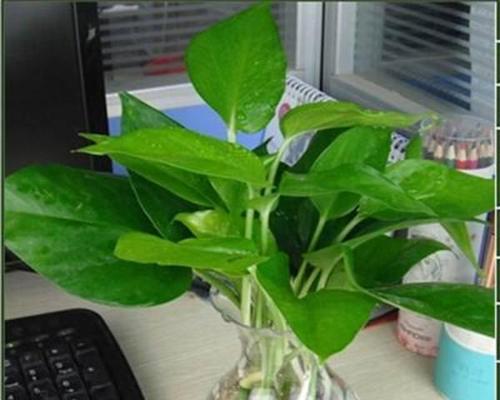冬季水培绿萝怎么养才能更旺盛？有哪些技巧可以促进生长？