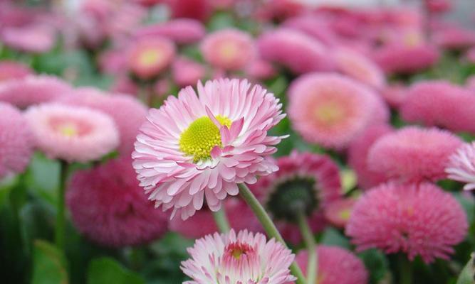 雏菊的花语是什么？如何用雏菊表达情感？