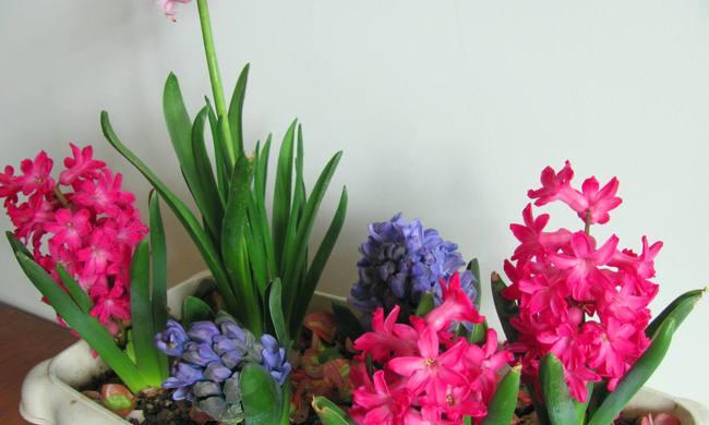 冬季屋内适合养什么花？有哪些推荐的室内植物？