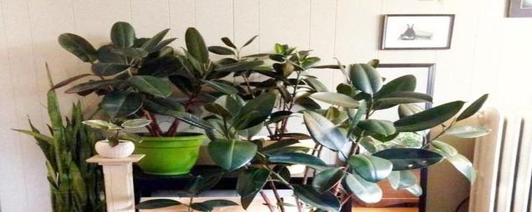 冬季屋内适合养什么花？有哪些推荐的室内植物？