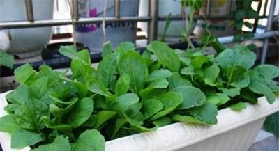 冬季阳台适合种什么菜？有哪些蔬菜适合在寒冷季节种植？