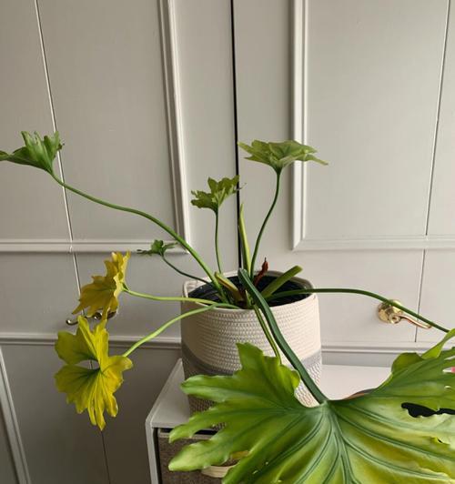 春羽的花语是什么意思？春羽寓意有哪些常见问题？