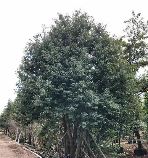 丛生香樟是什么意思？丛生香樟的特点和用途有哪些？