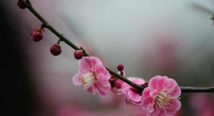 冬梅开花时间是几月？如何判断冬梅的开花季节？