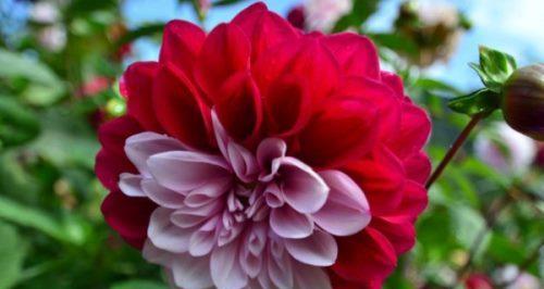 大丽花代表什么？大丽花的花语有哪些含义？