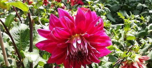大丽花代表什么？大丽花的花语有哪些含义？