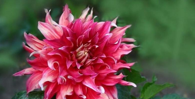 大丽花代表什么？大丽花的花语有哪些含义？