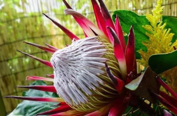帝王花的花语是什么？了解其独特含义及象征意义？