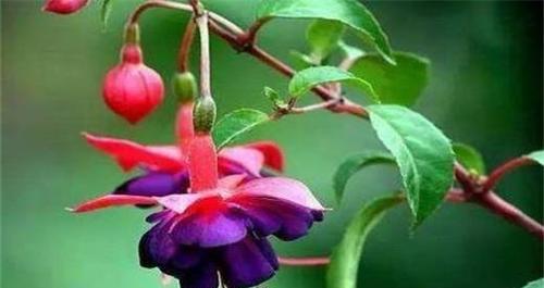 吊钟花的花语是什么？了解其独特含义和象征意义