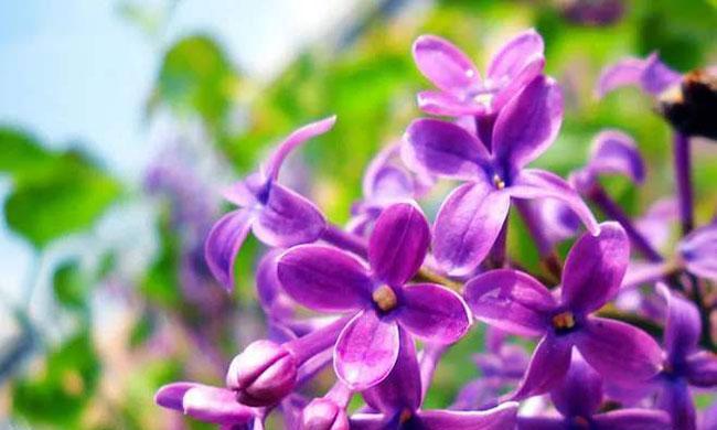 丁香的花语是什么？了解丁香花的象征意义和文化背景？