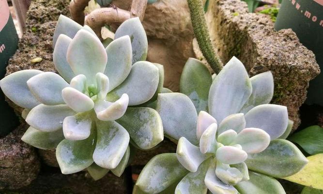 冬美人换盆后多久浇水一次？换盆后浇水的正确时机是什么？