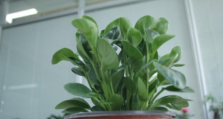 豆瓣绿的风水寓意是什么？如何在家居中运用豆瓣绿？