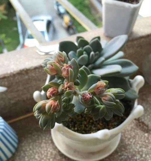 冬美人会开花吗？开花时是什么样的？