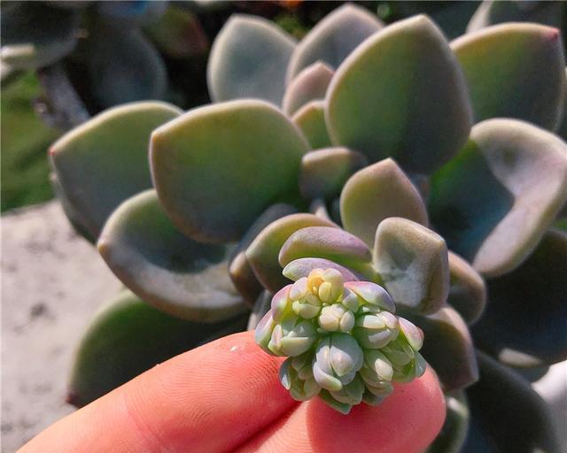 冬美人会开花吗？开花时是什么样的？