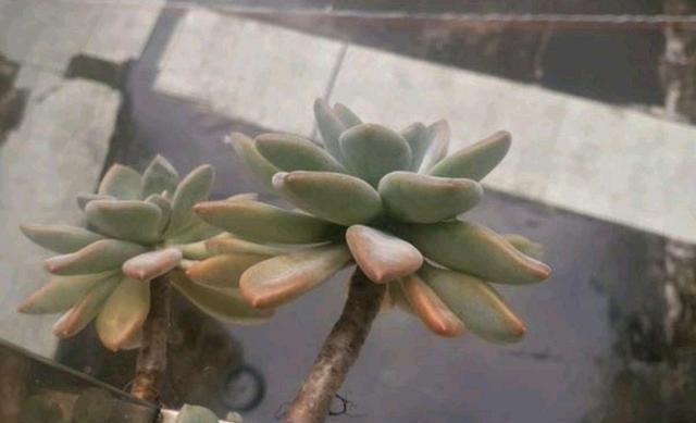 冬美人会开花吗？开花时是什么样的？