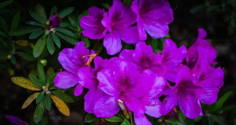 杜鹃花的花语是什么？如何正确解读杜鹃花的含义？