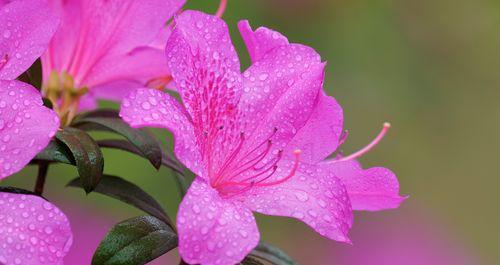 杜鹃花有哪些特点？它的象征意义是什么？
